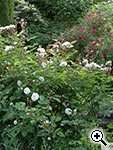 Le Jardin de ma Mre  Saint Georges de Reneins