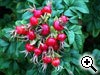 Cynorrhodon ou fruit du rosier - Rosa rugosa rubra