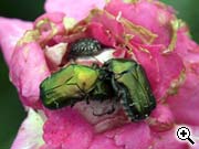 Insectes ou acariens attaquant le feuillage et les jeunes pousses de rosier : les cétoines