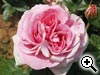Rosier Non dnomme - AM901