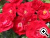 1er prix rosiers paysagers - Cayenne - Koroutofko - KORDES - Allemagne