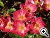 Rosier non dnomme - MR002