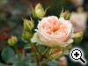 Rosier Matthias Claudius Rose®