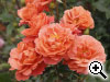 Rosier Thodore Fontane Rose