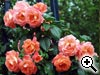 Rosier non dnomme - Chewnuture