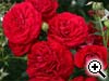Rosier Rose Bordeaux - Korelamba