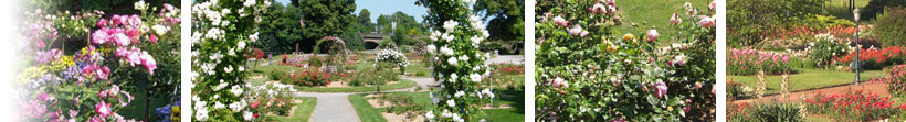 Parcs et jardins de roses