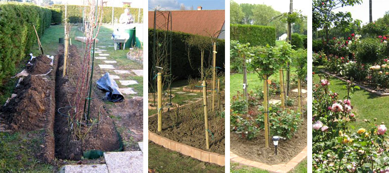 Les rosiers buissons pour créer des massifs : types, plantation