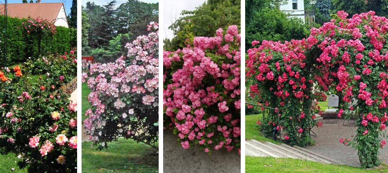 L'emploi des roses au jardin