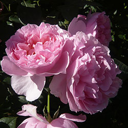 Rosier 'L'Autre Rose' - Delviro
