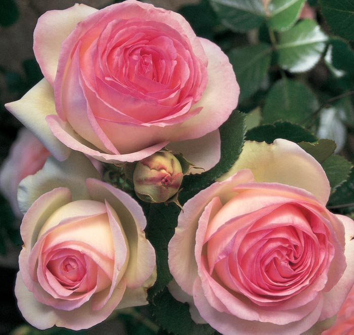 Société Française des Roses - Galerie de photos des roses et de rosiers  connus ou réputés