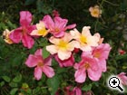 rosier sauvage Rosa chinensis mutabilis