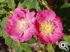 rosier sauvage Rosa gallica
