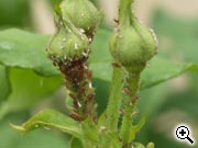 Insectes ou acariens attaquant le feuillage et les jeunes pousses de rosier : les pucerons