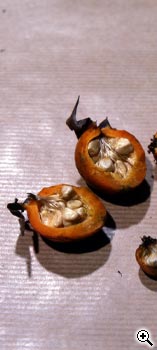 Obtention et sélection de nouvelles roses : graines dans les cynorhodons en novembre de l'année N