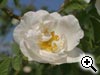 Rosier Alba - Rosa alba semi-plena