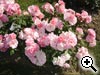 Rosier buisson  fleurs groupes