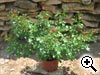 Conditionnements des rosiers - Rosier cultivé en pot de 2 ou 3 litres