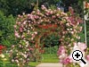 Rosier liane - 'Apple Blossom'